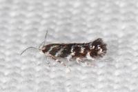 Vulcaniella grabowiella