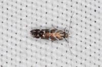 Vulcaniella grabowiella