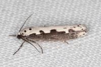 Ethmia bipunctella