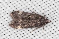 Dichomeris alacella