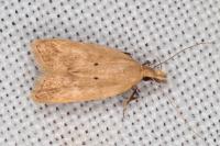 Acompsia schmidtiellus