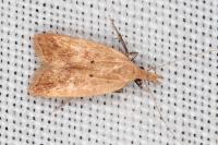 Acompsia schmidtiellus