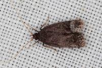 Homaloxestis briantiella