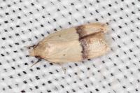 Odites kollarella