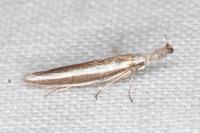 Pleurota aristella