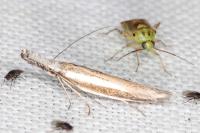Pleurota aristella