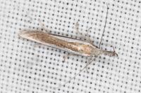 Pleurota aristella