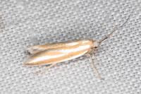 Pleurota honorella/tabelli