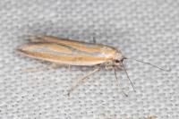 Pleurota honorella/tabelli