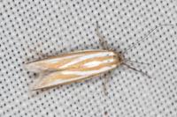 Pleurota honorella/tabelli