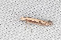 Plutella xylostella