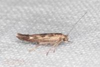 Scythris limbella