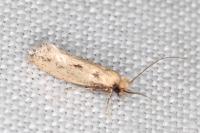 Anomalotinea liguriella