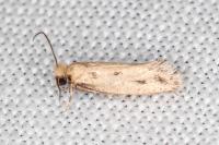Anomalotinea liguriella