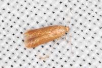 Tischeria