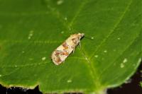 Aethes tesserana