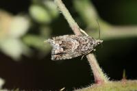 Cydia fagiglandana