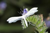 Pterophorus pentadactylus