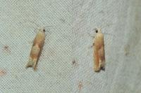 Eucosma conterminana