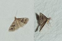 Alucita hexadactyla