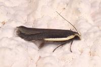 Nothris lemniscellus