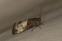 Notocelia cynosbatella