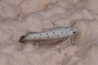 Yponomeuta rorrella