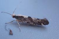 Argyresthia conjugella