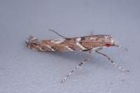 Acrocercops brongniardella