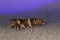 Epinotia fraternana