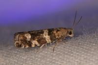 Epinotia fraternana