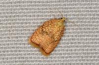 Acleris forsskaleana