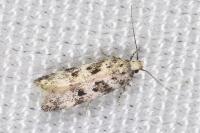 Chionodes electella