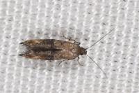 Epermenia chaerophyllella