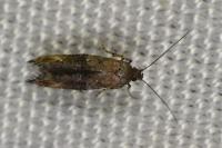 Epermenia chaerophyllella