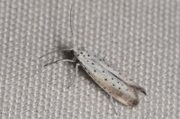 Yponomeuta rorrella