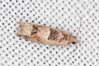 Crocidosema plebejana