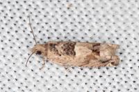 Crocidosema plebejana