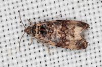 Endothenia gr. gentianaeana