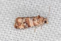 Lobesia botrana