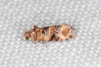 Lobesia botrana