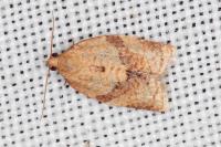 Clepsis consimilana