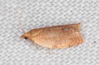 Clepsis consimilana