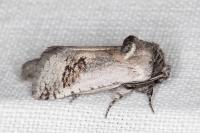 Parahypopta caestrum