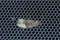 Hedya nubiferana