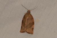 Pandemis cerasana