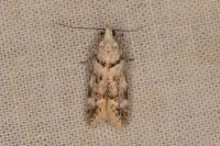 Teleiopsis paulheberti