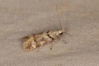 Teleiopsis paulheberti