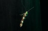 Scythris scopolella