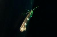Scythris scopolella